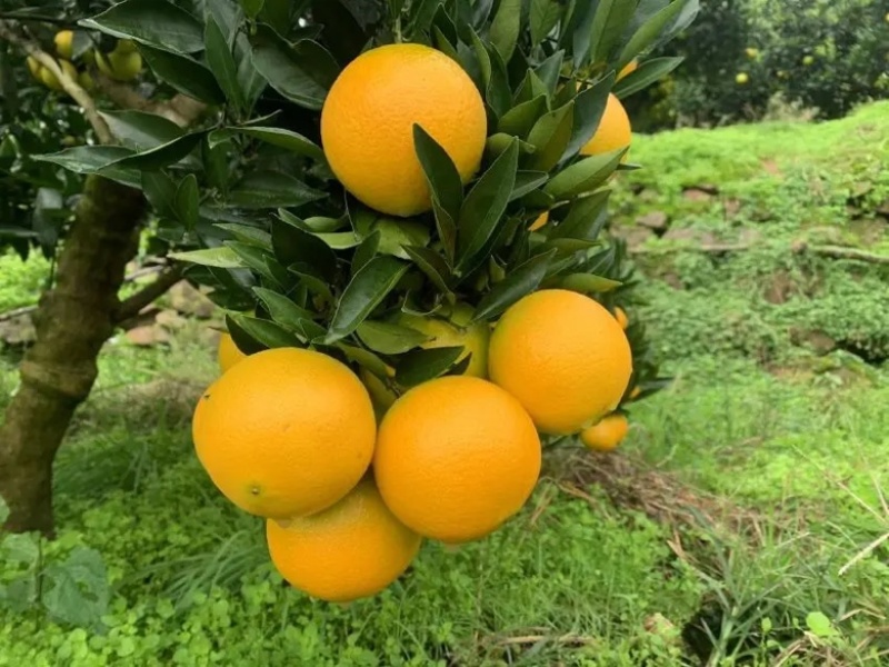 【爆】湖北九月红脐橙🍊供应市场电商~价格便宜～