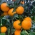 【爆】湖北九月红脐橙🍊供应市场电商~价格便宜～