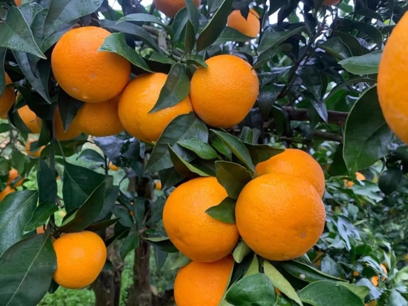 【爆】湖北九月红脐橙🍊供应市场电商~价格便宜～