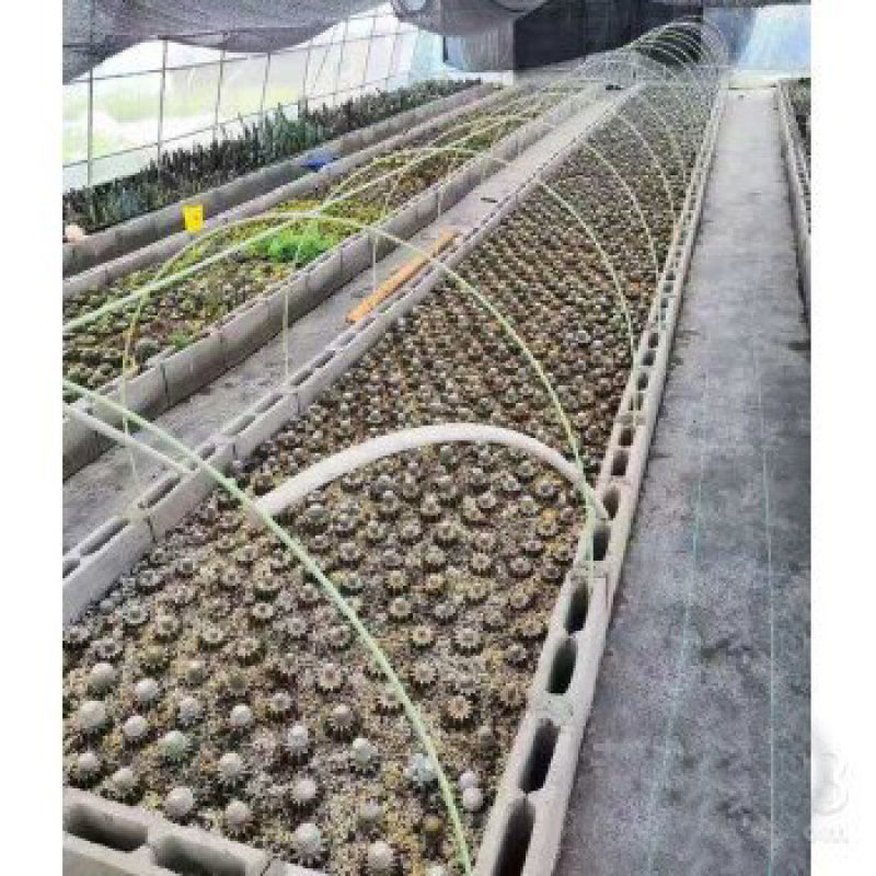 东莞玻璃纤维棒坚固耐用农业小拱棚育苗支撑杆大棚配件