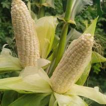 重庆美玉25号精品玉米种子，品种优良，对接大型批发商