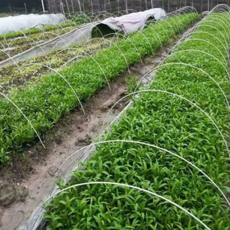 玻纤杆农业支撑杆大棚配件东莞厂家直销规格齐全大棚保温杆