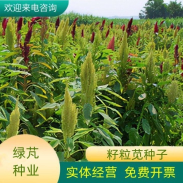 美国籽粒苋种子牧草种子千穗谷高蛋白鸡鸭鹅家禽喜食牧草种籽