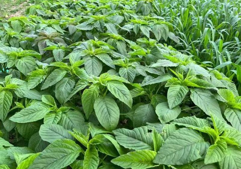 美国籽粒苋种子牧草种子千穗谷高蛋白鸡鸭鹅家禽喜食牧草种籽