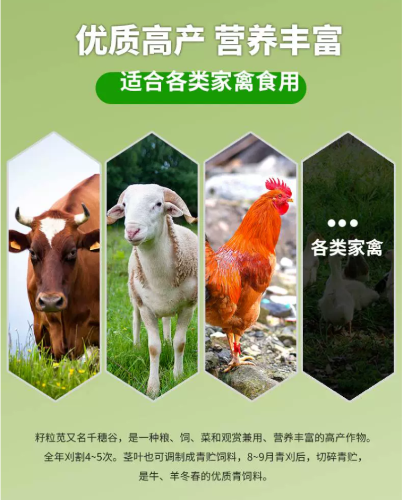 美国籽粒苋种子牧草种子千穗谷高蛋白鸡鸭鹅家禽喜食牧草种籽