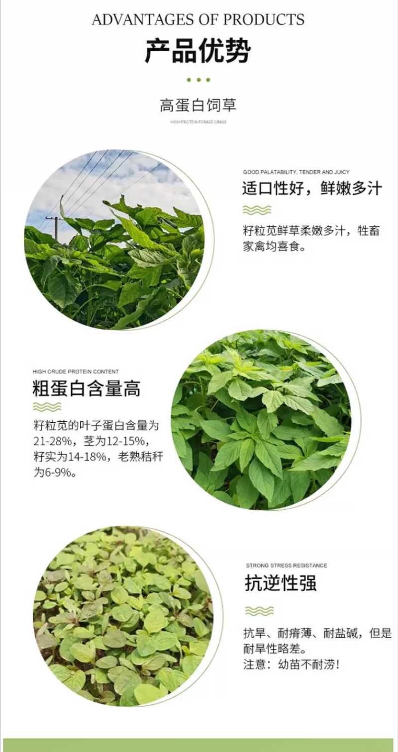 美国籽粒苋种子牧草种子千穗谷高蛋白鸡鸭鹅家禽喜食牧草种籽