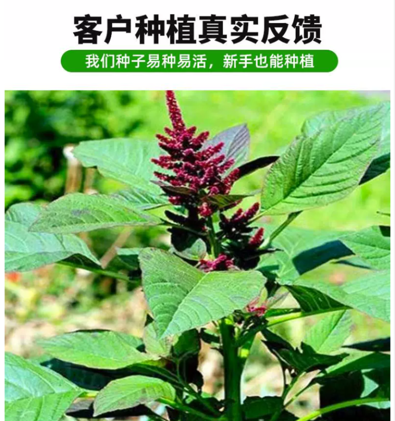 美国籽粒苋种子牧草种子千穗谷高蛋白鸡鸭鹅家禽喜食牧草种籽