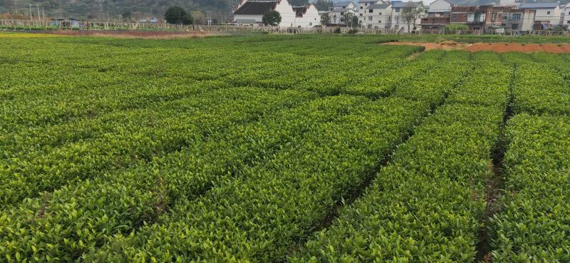 龙井43苗、福建万源茶树苗基地直发、欢迎选购、