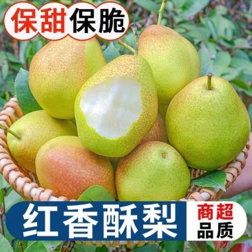 【现采现发】河北红香酥梨，大量现货果型好，皮薄汁多发货全国