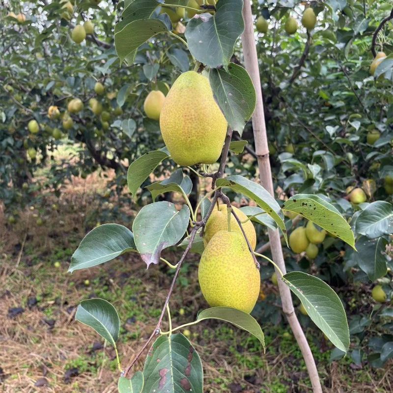 【现采现发】河北红香酥梨，大量现货果型好，皮薄汁多发货全国