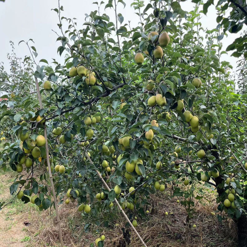 【现采现发】河北红香酥梨，大量现货果型好，皮薄汁多发货全国