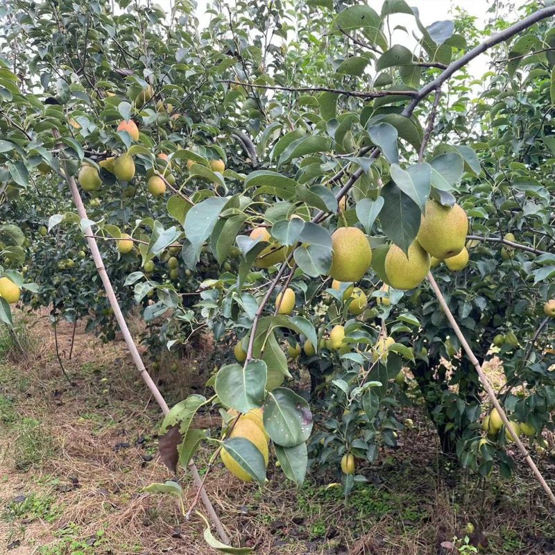 【现采现发】河北红香酥梨，大量现货果型好，皮薄汁多发货全国