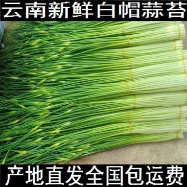 2026年云南新鲜白帽蒜苔蒜薹场地批发整车代办代发