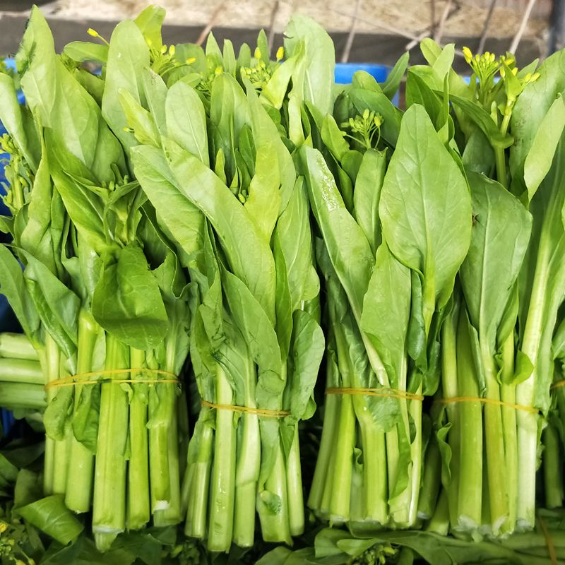 精品菜苔/白菜苔产地一手货源，量大从优