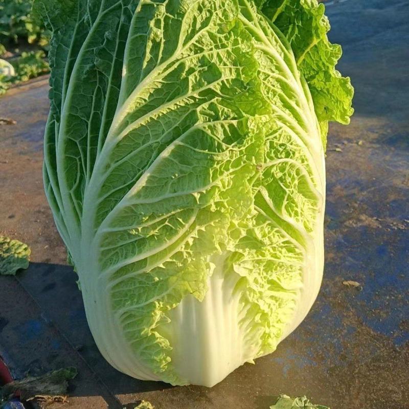 黄心白菜，产地直发，货源充足，可视频看货，品质有保证