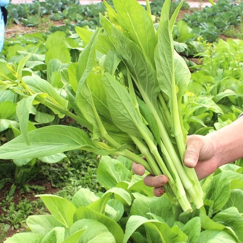 精品菜苔/白菜苔产地一手货源，量大从优