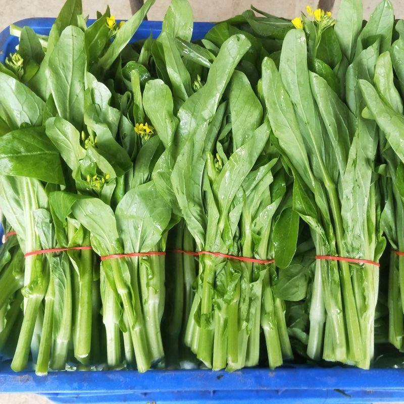 精品菜苔/白菜苔产地一手货源，量大从优