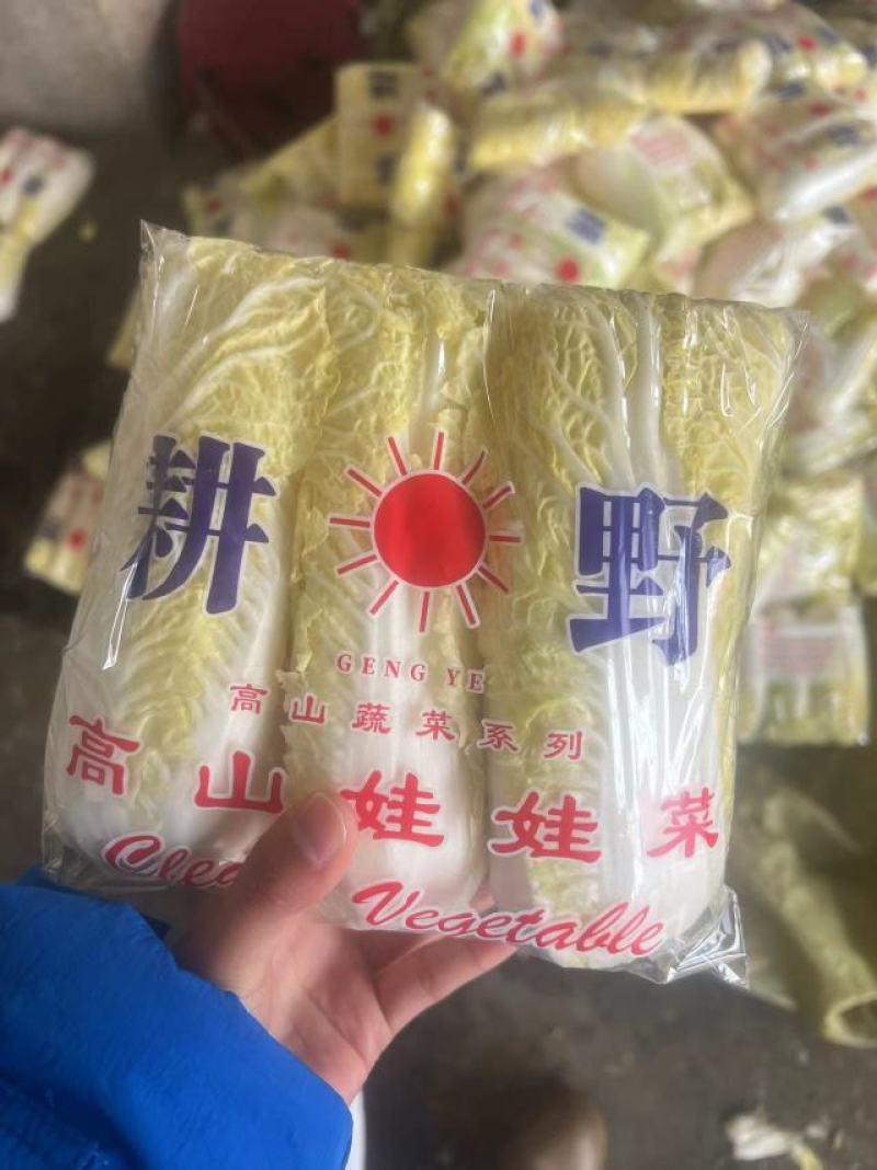 【推荐】河北精品娃娃菜产地供应质量保证欢迎来电咨询