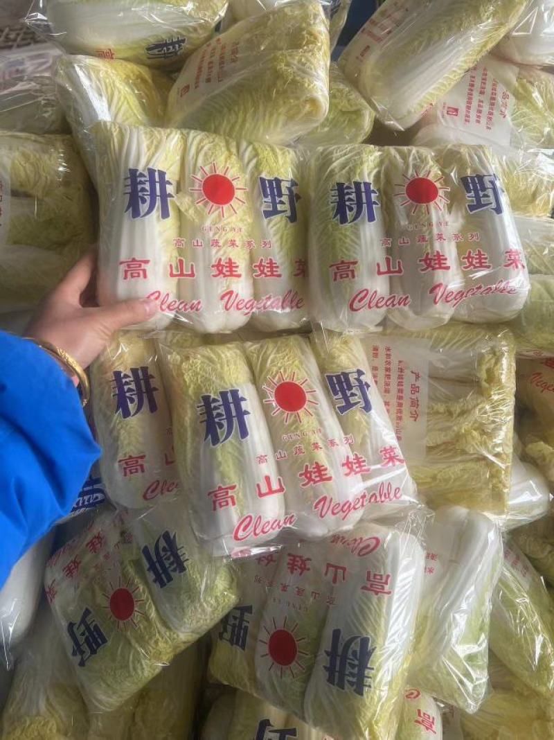 【推荐】河北精品娃娃菜产地供应质量保证欢迎来电咨询