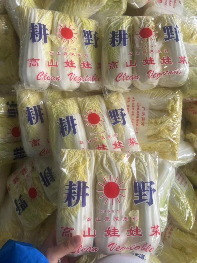 【推荐】河北精品娃娃菜产地供应质量保证欢迎来电咨询