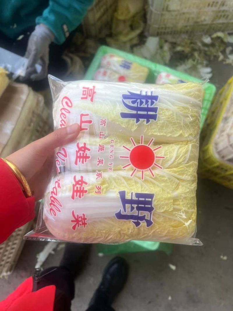 【推荐】河北精品娃娃菜产地供应质量保证欢迎来电咨询