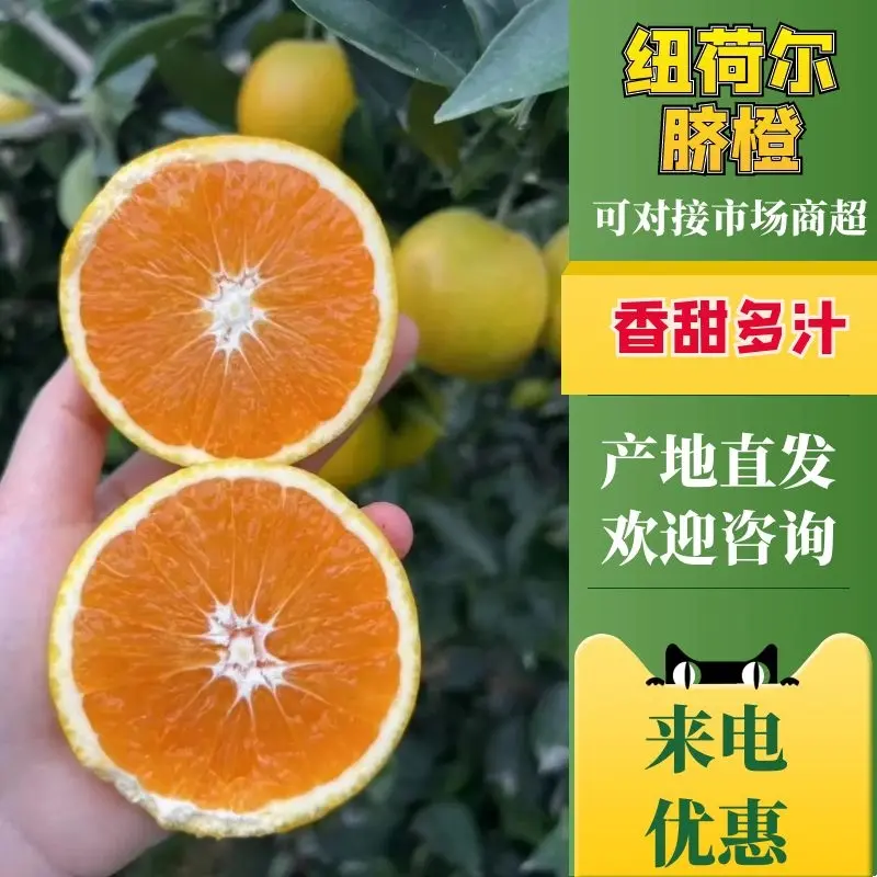 湖北秭归纽荷尔脐橙，规格齐全，价格便宜，产地直供，一条龙