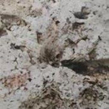 龙涎香龙腹香