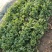 新鲜香菜芫荽