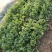 新鲜香菜芫荽