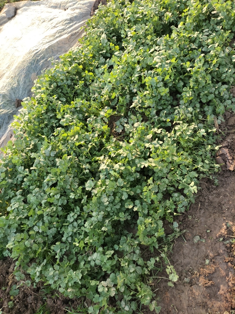 新鲜香菜芫荽