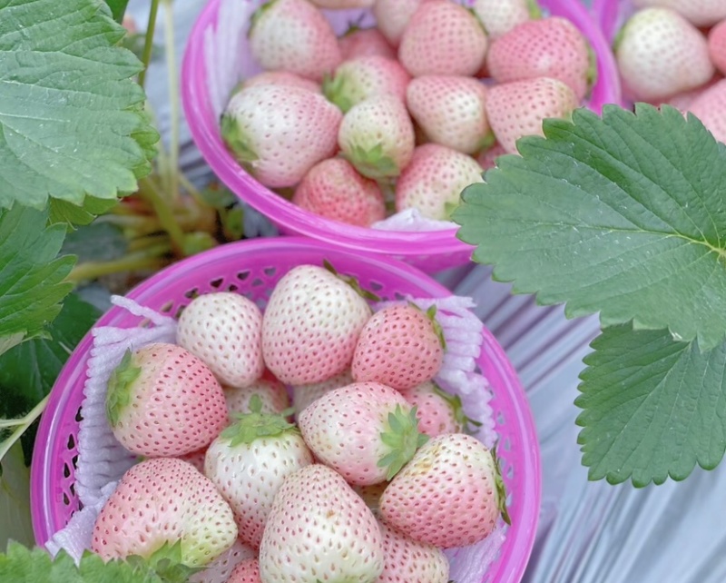 精品淡雪草莓，口感香甜多汁，欢迎老板前来选购