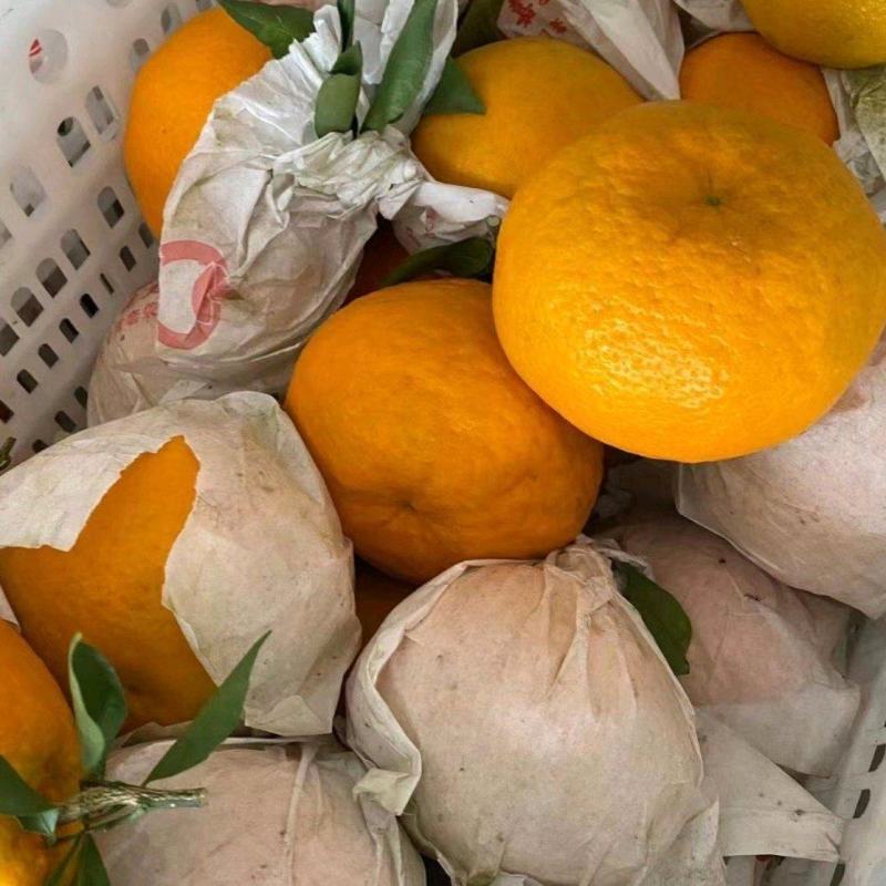 精品春见耙耙柑蒲江产区柑桔订货来电市场商超电商客商