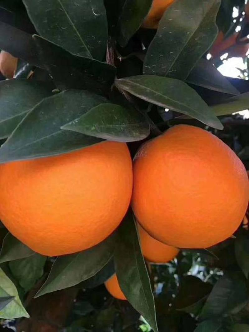 【实力】湖北秭归伦晚脐橙精品脐橙产地直供量大价优欢迎电话订购
