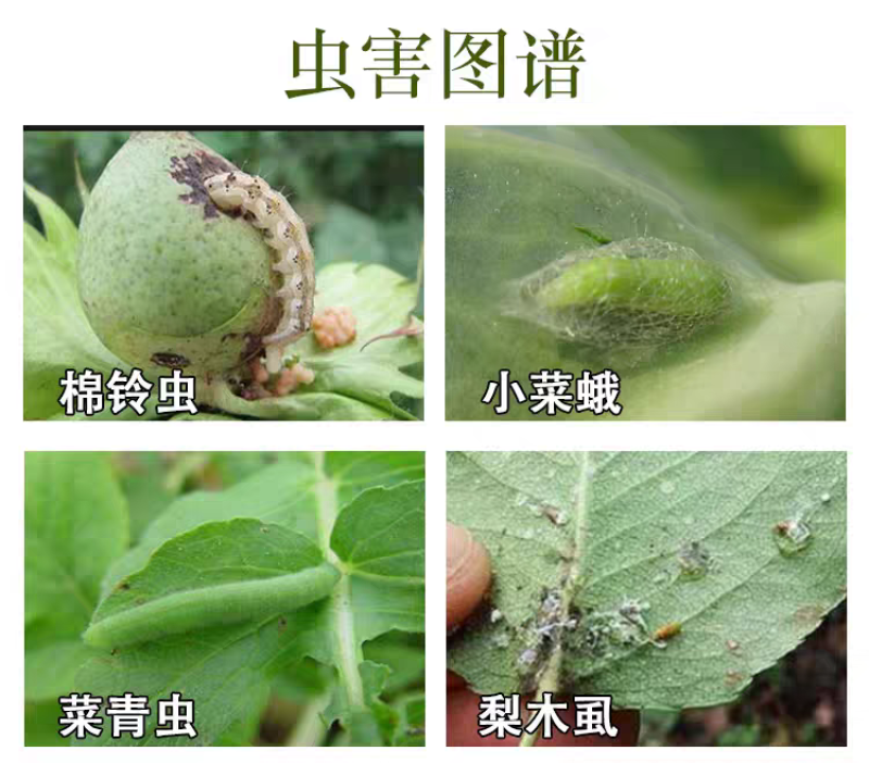 10%阿维高氯阿维菌素氯氰菊棉花棉铃虫农药杀虫剂