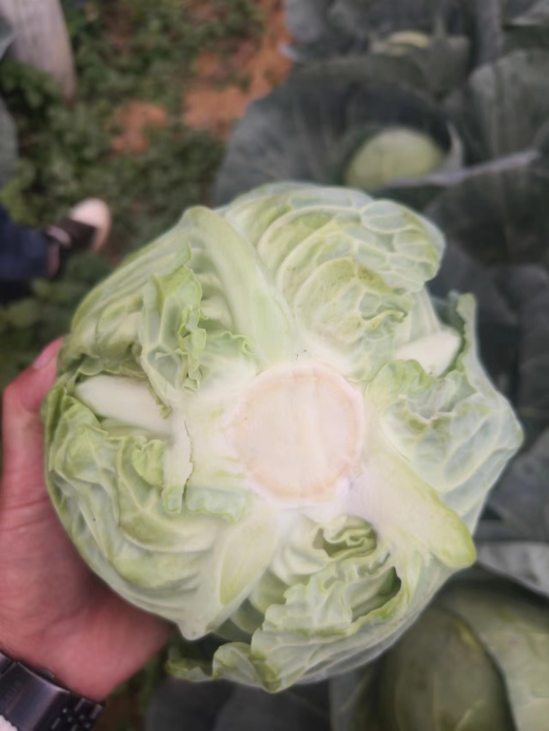 圆包菜，精品甘蓝，颜色好口感好耐运输全国发货