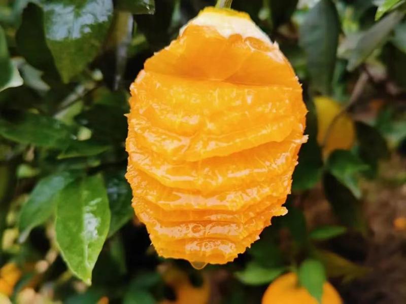 【实力】湖北九月红脐橙个大汁多甜度高对接全国电商商超市场