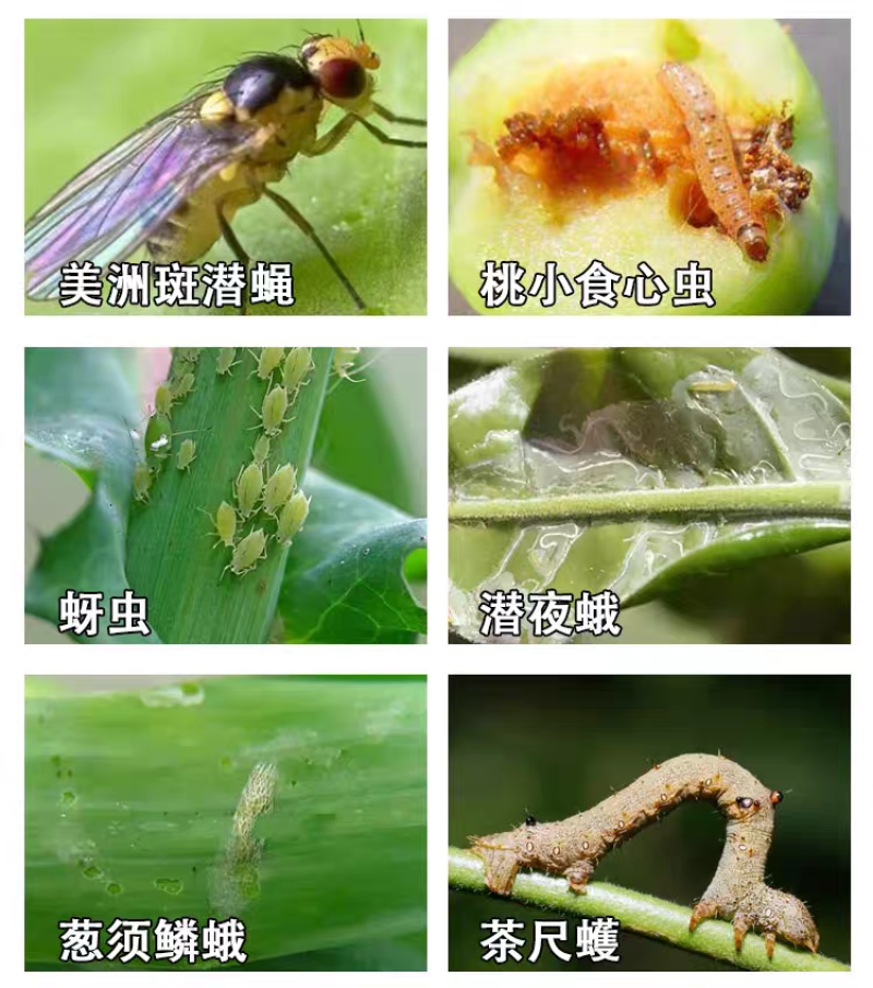 5%10%高氯甲维盐蔬菜果树蚜虫夜蛾青虫食心虫钻心虫杀虫