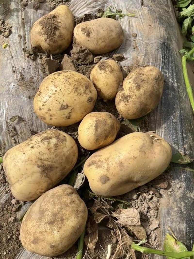 甄选黄心土豆湖北土豆马铃薯各种规格欢迎来电采购