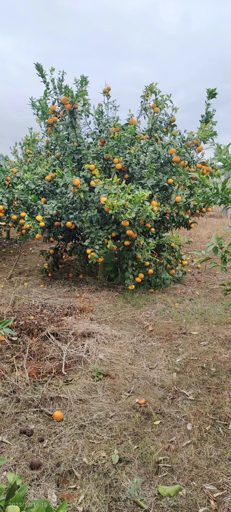 精品沃柑电商沃柑十多万斤即将开园，