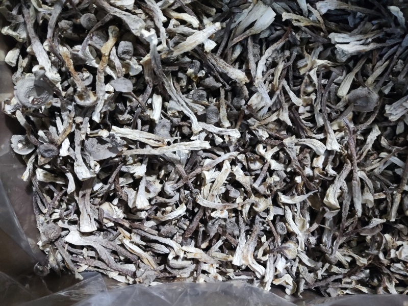 鹿茸菇