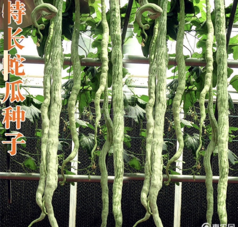 蛇豆角爬藤长廊口感好春秋季种植