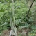 蛇豆角爬藤长廊口感好春秋季种植