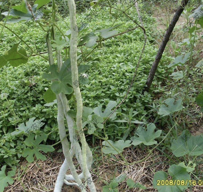 蛇豆角爬藤长廊口感好春秋季种植
