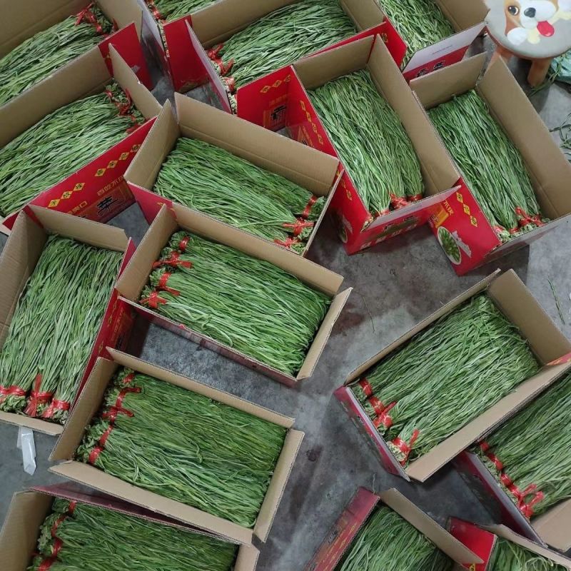 【精选】贡菜干贡菜产地直发货源充足全国接单量大优惠
