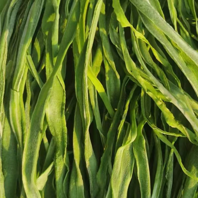 【精选】贡菜干贡菜产地直发货源充足全国接单量大优惠