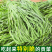 【精选】贡菜干贡菜产地直发货源充足全国接单量大优惠
