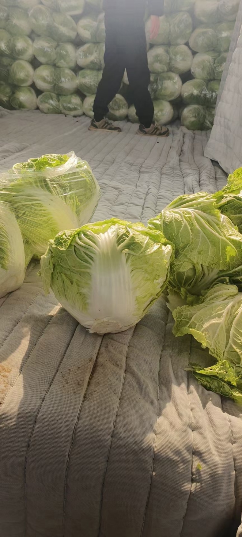 精品大白菜净菜2~3斤欢迎询价产地直发电话联系