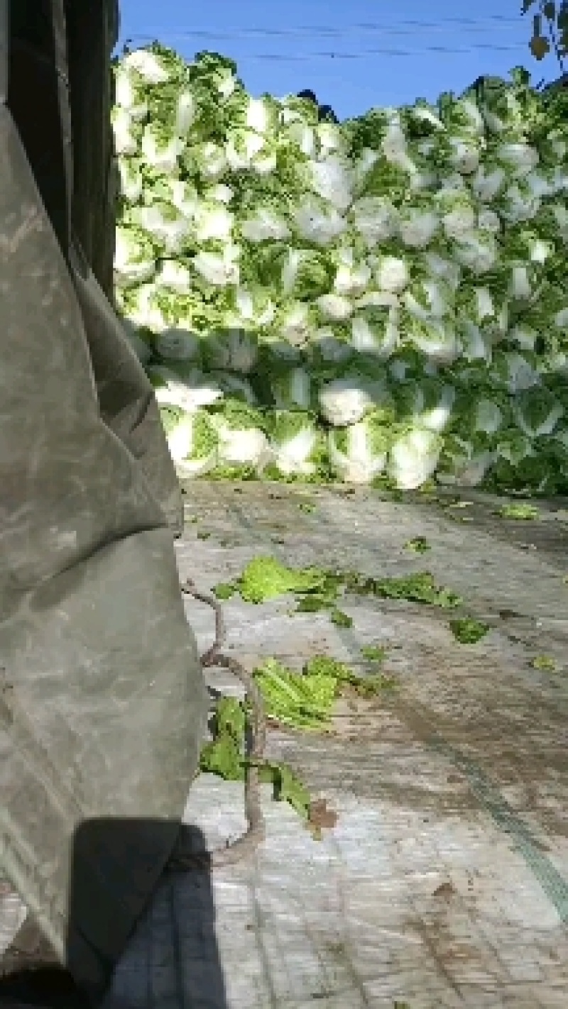 精品大白菜净菜2~3斤欢迎询价产地直发电话联系