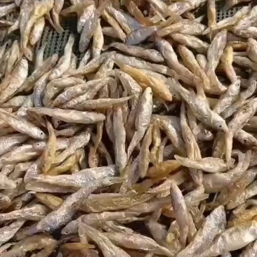 油炸麦穗鱼，无盐不苦的，质量好，价格便宜实惠，全干货，