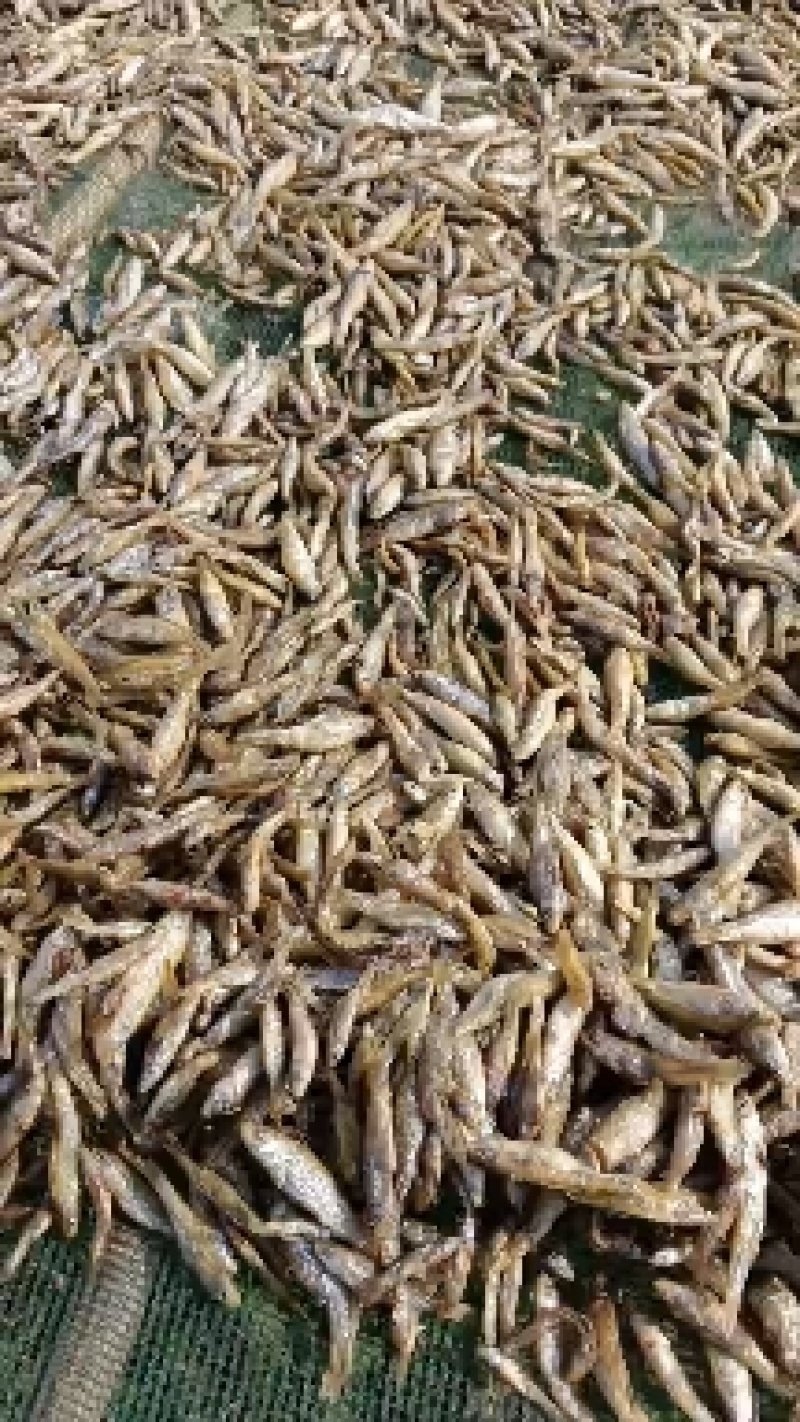 油炸麦穗鱼，无盐不苦的，质量好，价格便宜实惠，全干货，